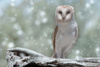 Owl in Snow by Edwin Leung, LPSNZ