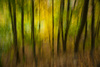 Forest in Autumn by Shona Kebble, APSNZ