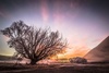 Lake Pearson Dawn by Diana Andrews, LPSNZ