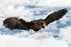 Stellar Sea Eagle by Anne Tate, APSNZ