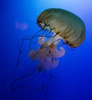 Pacific Sea Nettle (Chrysaora Fuscescens) by Chris Wong, LPSNZ