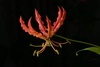 Flame Lily by Glenn Keelty
